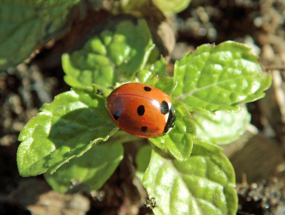 Foto eines Marienk&auml;fer auf einer Minzpflanze